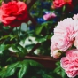 Как цветущие растения могут влиять на наше здоровье и благополучие